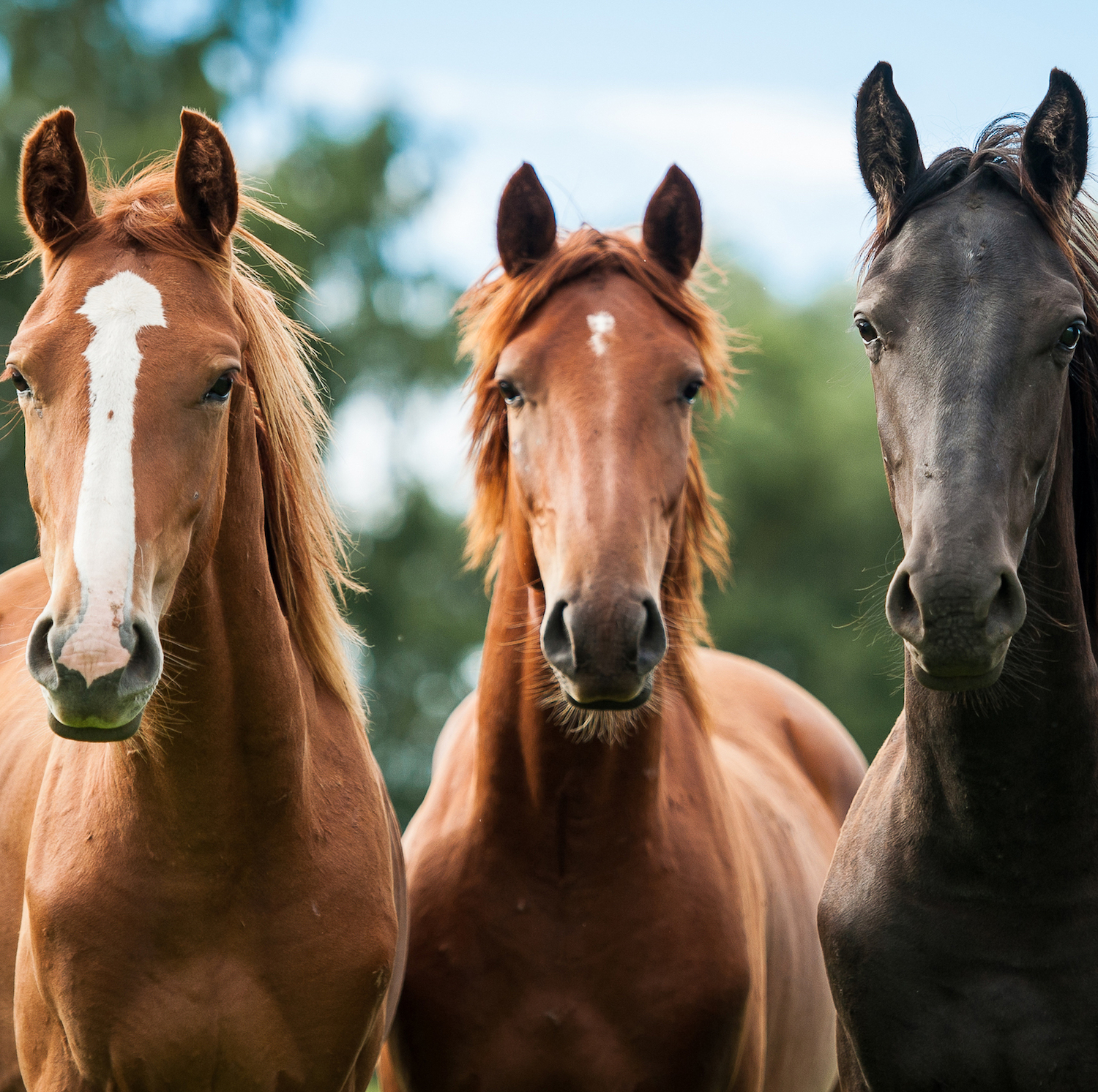 Caballos